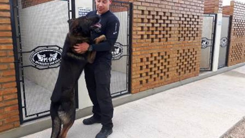 Cães auxiliam na rotina de segurança das unidades prisionais do RS