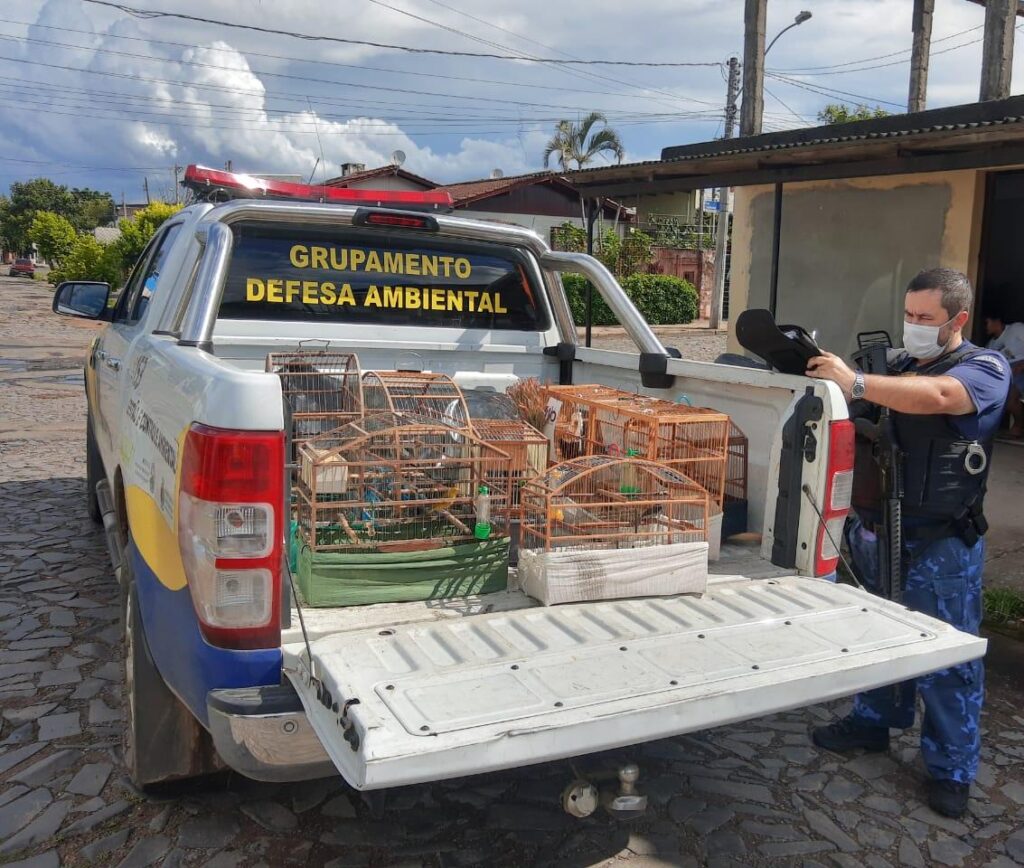 Grupamento Ambiental resgata aves silvestres criadas irregularmente no Santos Dumont