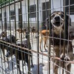 Alto número de abandonos causa superlotação em Canil e Sempa está impedido de recolher animais