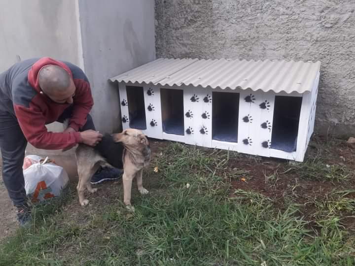 Cachorros de rua ganham casa e até condomínio pelas mãos do vereador Dentinho