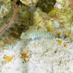 Cientistas descobrem 4 novas espécies de peixes em Fernando de Noronha