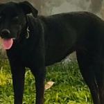Cão perdido está no pátio do Hospital Centenário, em São Leopoldo