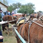 Proprietários de carroças da Ocupação Steigleder fazem cadastramento do veículos de tração animal