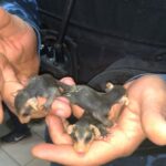Grupamento Ambiental resgata filhotes de gambá após morte da mãe