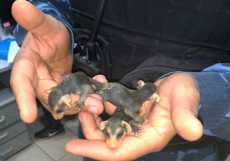 Grupamento Ambiental resgata filhotes de gambá após morte da mãe