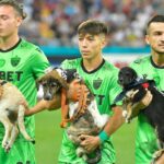 BOA INICIATIVA: Jogadores de futebol levam a campo cães abandonados para adoção