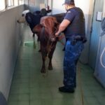 Três vacas “fujonas” invadiram os corredores do Colégio Pedrinho, Centro de SL hoje à tarde