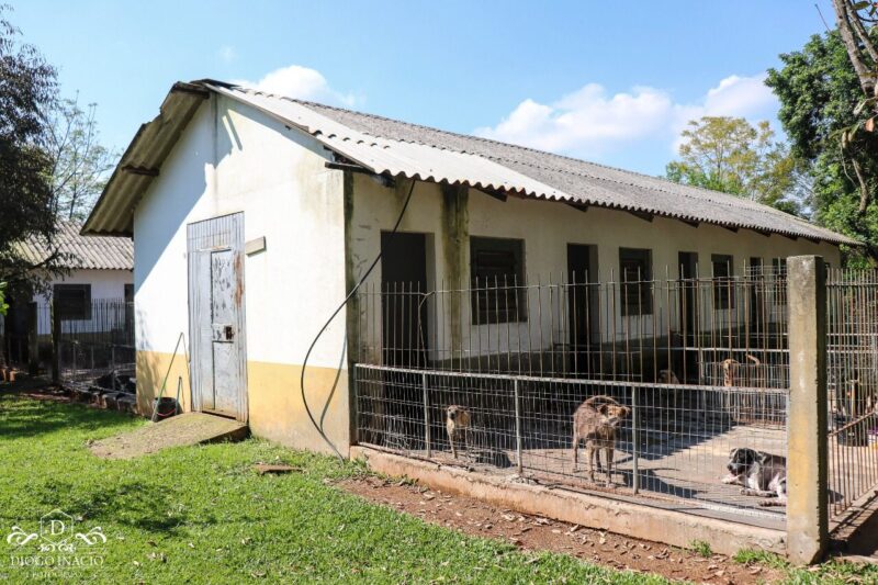 Com quase 300 cães no local, Sempa decide fechar o Canil Municipal de São Leopoldo por tempo indeterminado