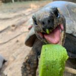 Vídeo: Alívio para o calor com picolé, sombra e água fresca  para animais do Zoo de Sapucaia do Sul