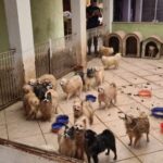 Mais de 130 cães da raça Lulu da Pomerânia são resgatados de condomínio fechado por maus-tratos