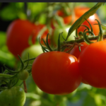 Menor preço do quilo de tomate em São Leopoldo é R$ 8,29 aponta pesquisa do Procon
