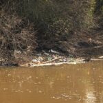Nível do Rio dos Sinos baixa, lixo aparece e Semae lança alerta à população