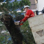 Árvore que oferecia riscos de queda na Rua Independência é suprimida 