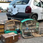 PRF prende três homens em São Leopoldo transportando 10 pássaros silvestres