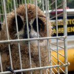 Filhote de coruja-orelhuda é resgatada em São Leopoldo pelo Grupamento Ambienta