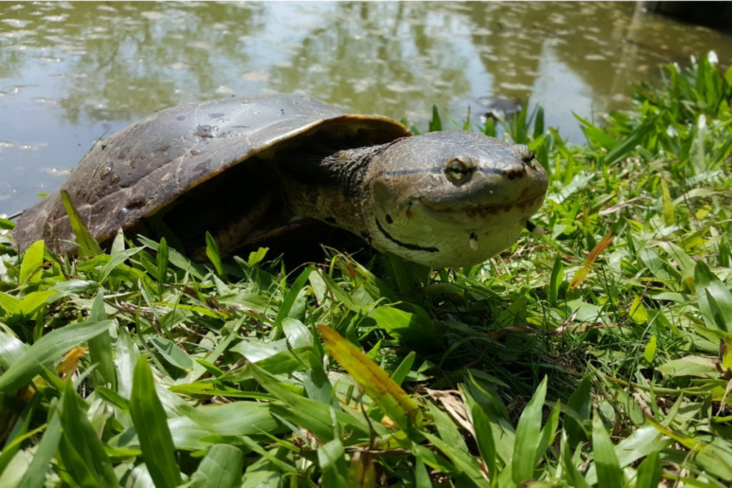 PROJETO DESOVA: Descubra como funciona o monitoramento dos cágados e tartarugas no Campus da Unisinos