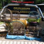 Pássaros silvestres são resgatados de cativeiro em São Leopoldo