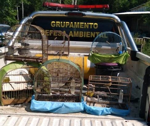 Pássaros silvestres são resgatados de cativeiro em São Leopoldo