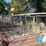 Canil de São Leopoldo está temporariamente sem recolhimento de novos animais