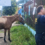 Guarda Civil retira cavalo amarrado próximo a via de circulação de veículos no bairro Feitoria