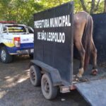 Grupamento Ambiental recolhe mais um cavalo em situação de maus-tratos no município