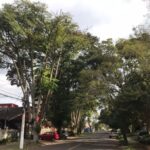 Biólogo da Semmam explica a liberação de corte de três árvores na Rua Dr. Mário Sperb no Jardim América