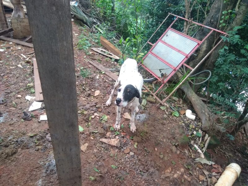 Mulher é presa por maus tratos a animais no bairro Arroio da Manteiga em SL