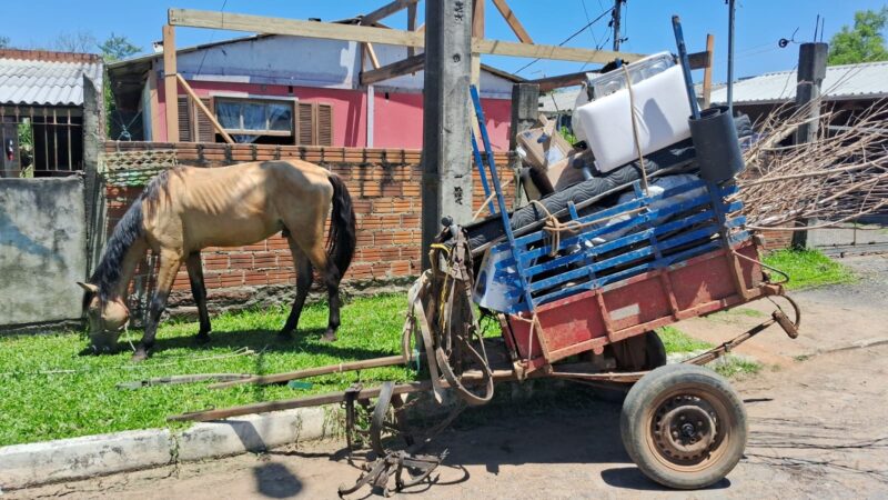 GDA resgata cavalo usado para puxar carroça na Campina