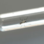 RS registra o quinto óbito por dengue em 2024