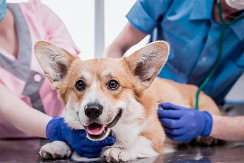 Sempa abre inscrição para estágio em Medicina Veterinária