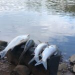 Calor provoca morte de peixes que aparecem boiando no Rio dos Sinos, em São Leopoldo